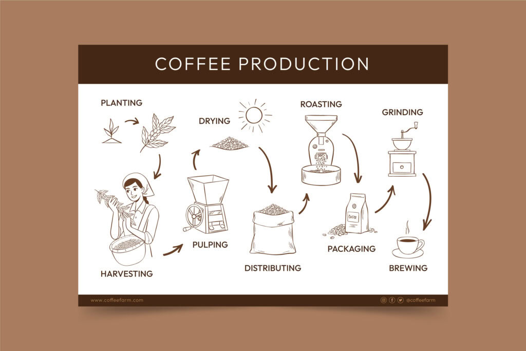 Flowchart illustrating coffee production steps: planting, harvesting, drying, pulping, distributing, roasting, grinding, packaging, brewing. | Hustle Coffee